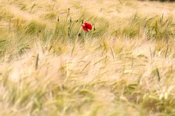 Poppy in wheat field.jpg